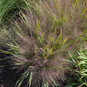 Eragrostis spectabilis (Purple Love Grass) - Purple Love Grass