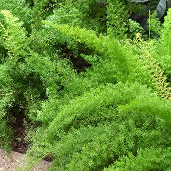 Asparagus densiflorus 'Myersii' - Foxtail Fern