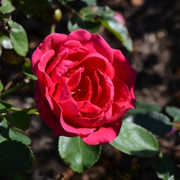 Rosa (Shrub Rose) - Easy Elegance® My Girl