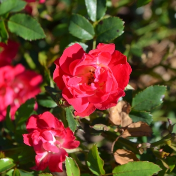 Rosa 'Meigalpio' PP17877 - Red Drift&reg; Rose