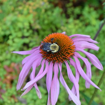 Echinacea purpurea (Purple Coneflower) - Purple Coneflower