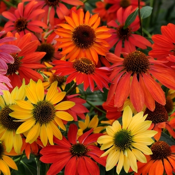 Echinacea - 'Cheyenne Spirit' Coneflower