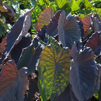 Colocasia esculenta 'Black Ruffles' - Elephant's Ear