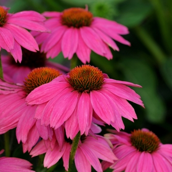 Echinacea purpurea - PowWow Wild Berry