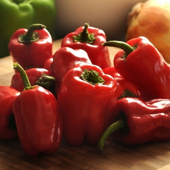 Capsicum annuum (Bell Pepper) - Cajun Belle Pepper