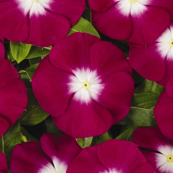 Catharanthus roseus ''Pacifica Burgundy Halo'' - 'Pacifica Burgundy Halo'