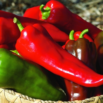 Capsicum annuum 'Carmen F1' - Sweet Pepper