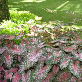 Caladium x hortulanum ''Carolyn Whorton'' (Caladium) - Carolyn Whorton Caladium