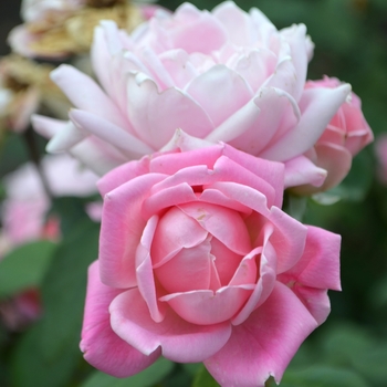 Rosa 'Radnov' PP24069 - Bubble Double™