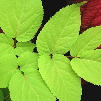 Aralia cordata - 'Sun King' Japanese Spikenard