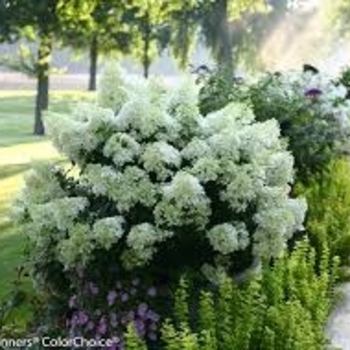 Hydrangea paniculata - Bobo® Hydrangea