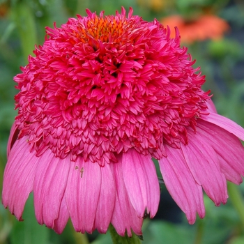 Echinacea - 'Gum Drop' Coneflower