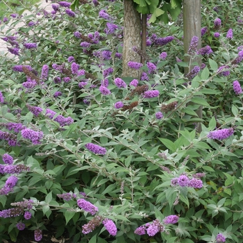 Buddleia davidii 'Lo & Behold&trade; Blue Chip' - Butterfly Bush