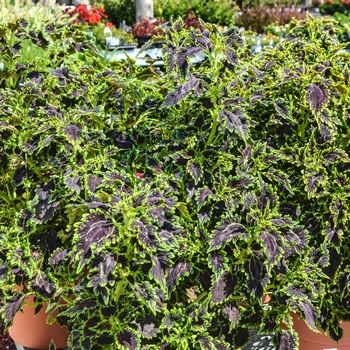 Coleus - 'Black Magic'