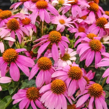 Echinacea - Crazy Pink™ Coneflower