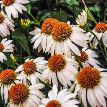 Echinacea - Crazy White™ Echinacea