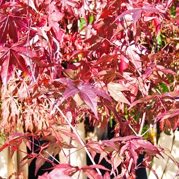 Acer palmatum 'Emporer 1®' - Emporer 1® Japanese Maple