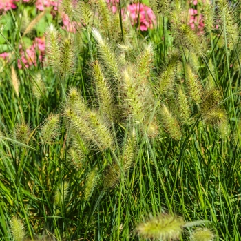 Pennisetum alopecuroides 'Hameln' - Dwarf Fountain Grass
