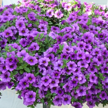 Calibrachoa ''Lavender'' (Mini Petunia) - Aloha Kona Lavender