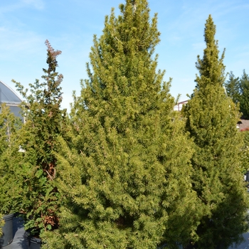Picea glauca 'Conica' - Dwarf Alberta Spruce