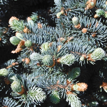 Picea pungens - Colorado Blue Spruce