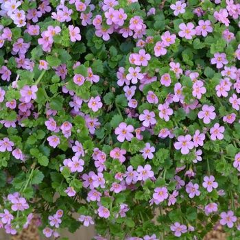 Calibrachoa hybrida 'Aloha Bahia Pink Sand' - Million Bells