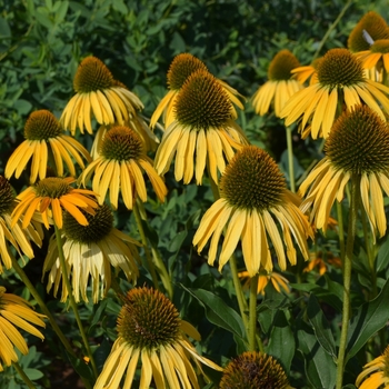 Echinacea (Coneflower) - Bird™ 'Sunbird'
