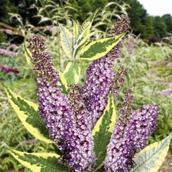 Buddleia davidii 'Summer Skies' - Butterfly Bush
