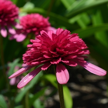 Echinacea - 'Southern Belle' Coneflower