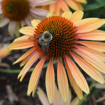 Echinacea - 'Big Kahuna' Coneflower