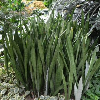 Sansevieria trifasciata - Snake Plant/Mother-in-law's Tongue