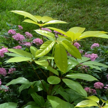 Schefflera actinophylla - Umbrella Tree