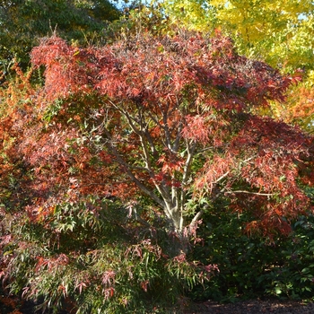 Acer palmatum - 'Koto ito komachi' Japanese Maple