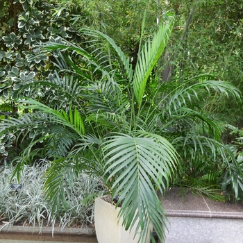 Chamaedorea cataractarum (Cascade Palm) - Cascade Palm