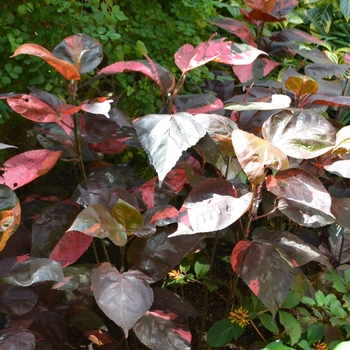 Acalypha wilkesiana - Copperleaf