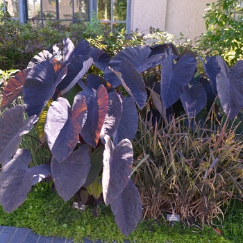 Colocasia esculenta 'Black Magic' (Elephant Ear) - Black Magic Elephant Ear