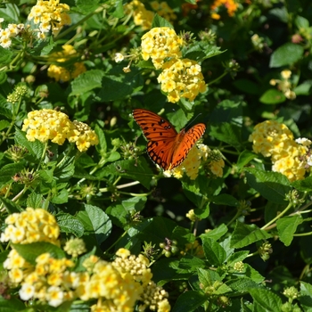 Lantana camara 'Chapel Hill Yellow' - Yellow Lantana