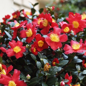 Camellia sasanqua - 'Yuletide Candle'