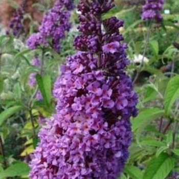 Buddleia davidii - 'Windy Hill' Butterfly Bush