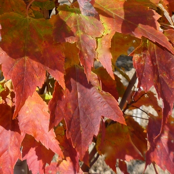 Acer rubrum 'Red Rocket' - Red Rocket Maple