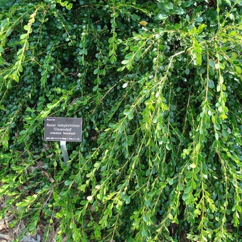 Buxus sempervirens 'Unraveled' - American Boxwood