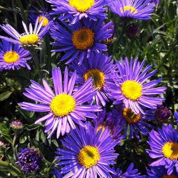 Aster alpinus 'Dark Beauty' - Alpine Aster