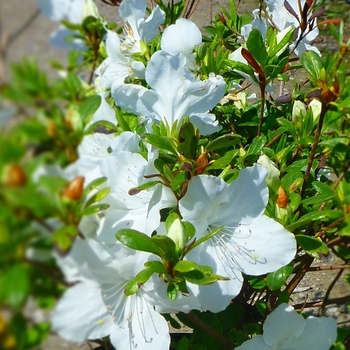 Rhododendron hybrid - 'Girard's Pleasant White' 