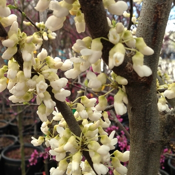 Cercis canadensis - 'Royal White' Redbud