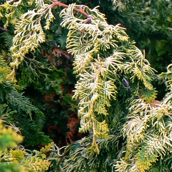 Chamaecyparis obtusa 'Fernspray Gold' - Fernspray Gold Hinoki Falsecypress