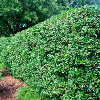 Ilex x Nellie R. Stevens - Holly Nellie R. Stevens