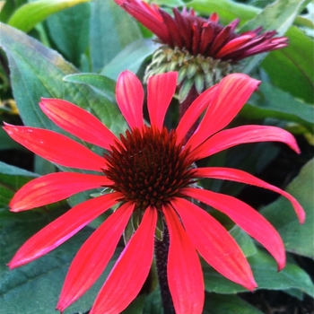 Echinacea purpurea (Coneflower) - Big Sky™ 'Solar Flare'