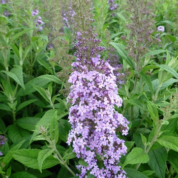 Buddleia 'Podaras #9' - Flutterby &reg;Pink