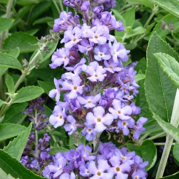 Buddleia 'Blue Heaven' - Flutterby Petite&reg; Blue Heaven Butterfly Bush
