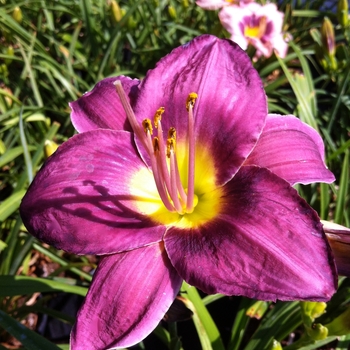 Hemerocallis 'Chicago Royal Robe' - Daylily